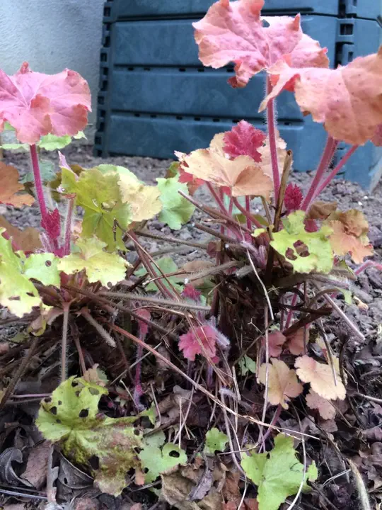 Bouture Heuchera4