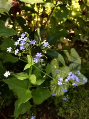 Brunnera fleurs