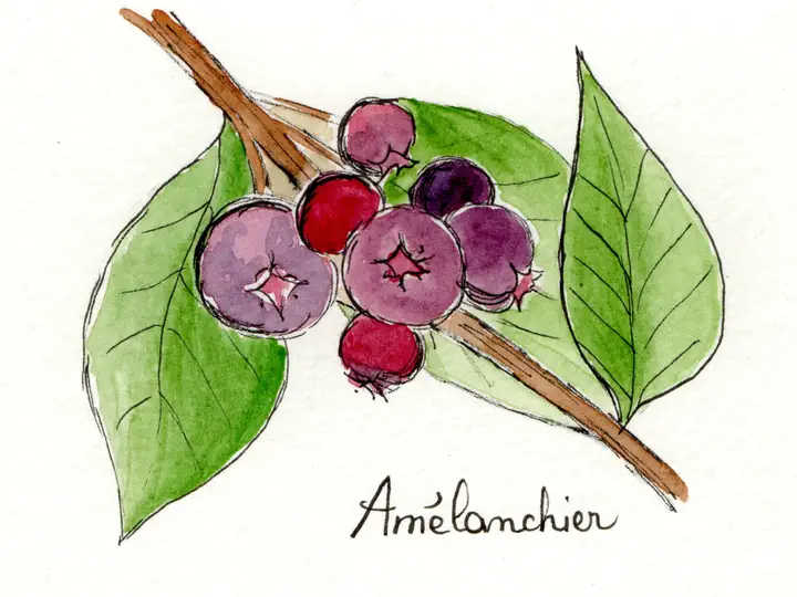 Croquis amelanchier Les jardins d'Isabelle