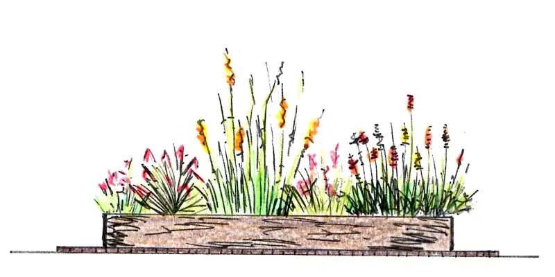 Croquis vivaces été Les jardins d'Isabelle