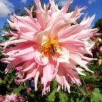 Dahlia dentelle