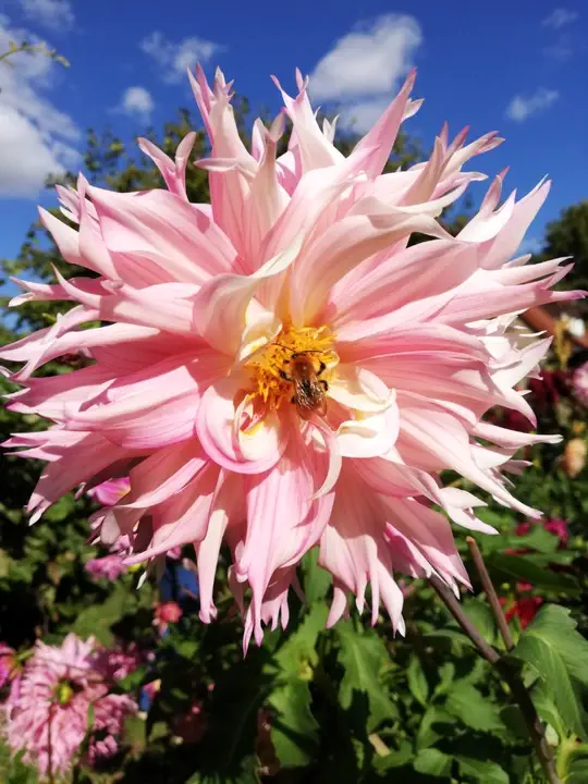 Dahlia dentelle