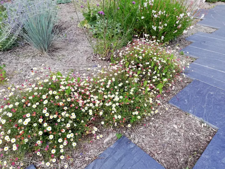 Erigeron