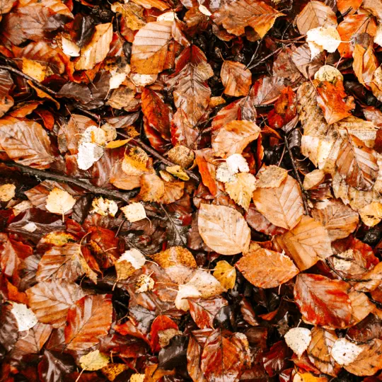 Feuilles mortes