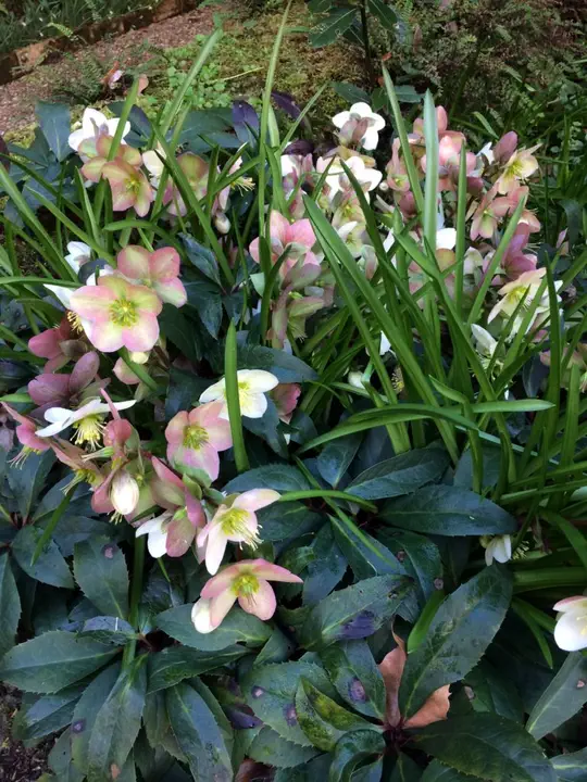 Hellebores