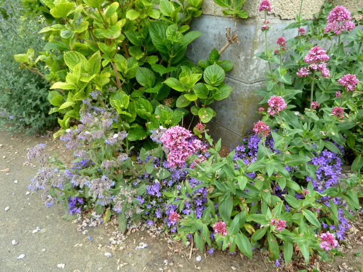Pied de mur - Les jardins d'Isabelle