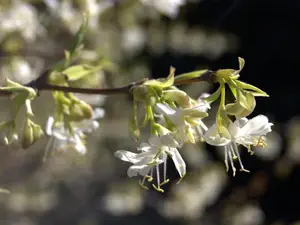 Lonicera fragrantissima fleurs