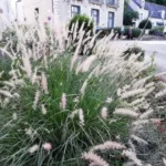 Pennisetum