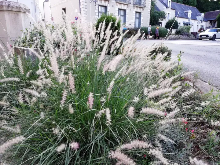Pennisetum