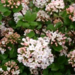 Viburnum x burkwoodi