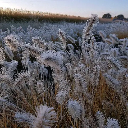 givre sur graminees