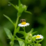 petite abeille pollinisant fleur camomille blanche