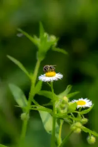 petite abeille pollinisant fleur camomille blanche