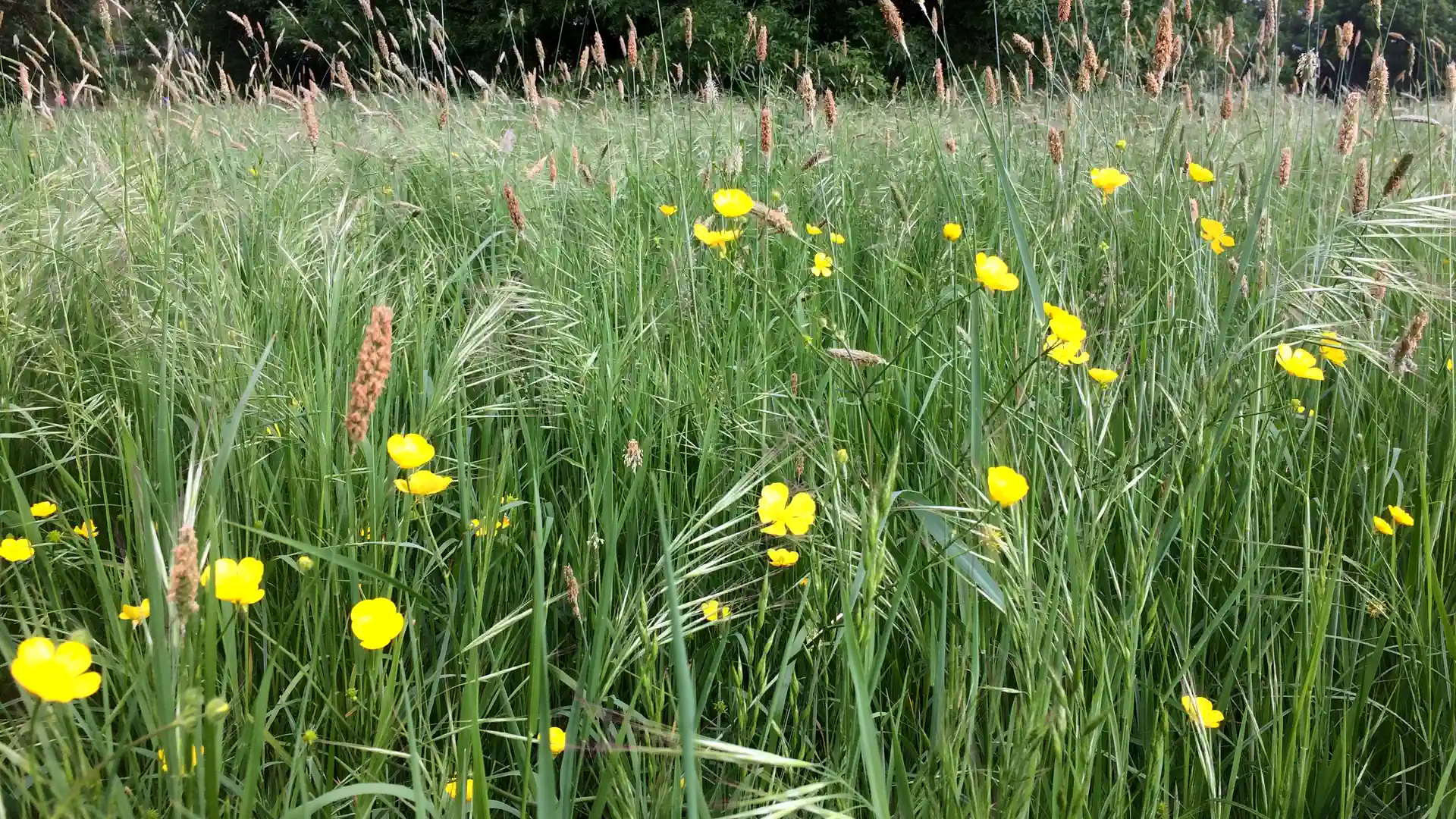 prairie sauvage tonte différenciée