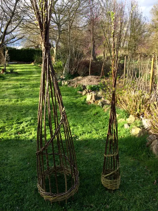 tontines osier